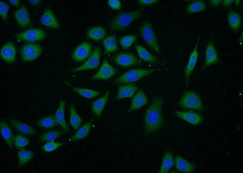 Immunofluorescent analysis of (-20oc Ethanol) fixed HeLa cells using Catalog No:108033(APOL2 Antibody) at dilution of 1:25 and Alexa Fluor 488-congugated AffiniPure Goat Anti-Rabbit IgG(H+L)