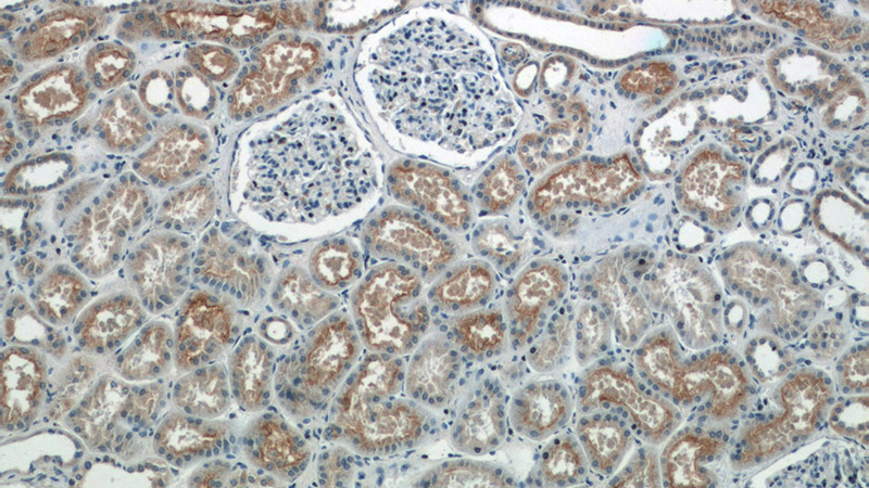 Immunohistochemistry of paraffin-embedded human kidney tissue slide using Catalog No:111073(GPR108 Antibody) at dilution of 1:50 (under 10x lens)