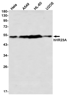 Western blot detection of hHR23A in Hela,A549,HL-60,U2OS using hHR23A Rabbit mAb(1:1000 diluted)