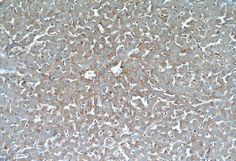 Immunohistochemical of paraffin-embedded human liver using Catalog No:108734(C5AR1 antibody) at dilution of 1:50 (under 10x lens)