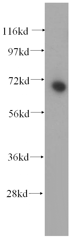 HEK-293 cells were subjected to SDS PAGE followed by western blot with Catalog No:112518(METTL3 antibody) at dilution of 1:400