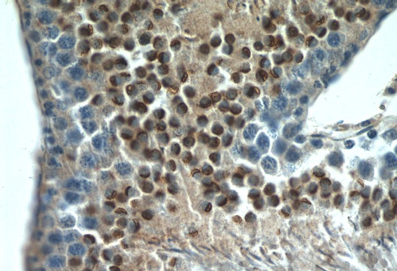Immunohistochemistry of paraffin-embedded rat testis tissue slide using Catalog No:112417(LYZL6 Antibody) at dilution of 1:50 (under 40x lens)