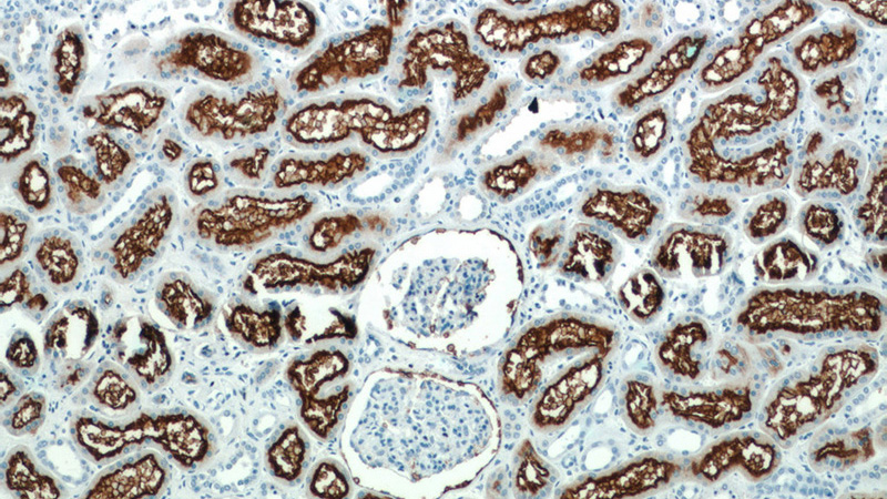 Immunohistochemistry of paraffin-embedded human kidney tissue slide using Catalog No:109046(ANPEP Antibody) at dilution of 1:50 (under 10x lens)