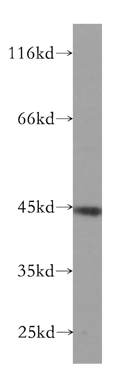 Jurkat cells were subjected to SDS PAGE followed by western blot with Catalog No:113652(PDCL antibody) at dilution of 1:500