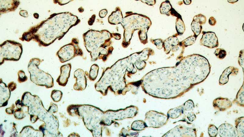 Immunohistochemical of paraffin-embedded human placenta using Catalog No:114368(PSG4 antibody) at dilution of 1:50 (under 10x lens)