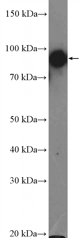 HeLa cells were subjected to SDS PAGE followed by western blot with Catalog No:111570(HSP90 Antibody) at dilution of 1:3000