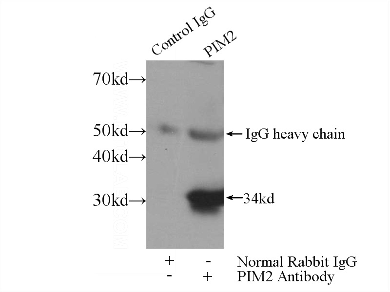 IP Result of anti-PIM2 (IP:Catalog No:113906, 4ug; Detection:Catalog No:113906 1:300) with Raji cells lysate 1320ug.