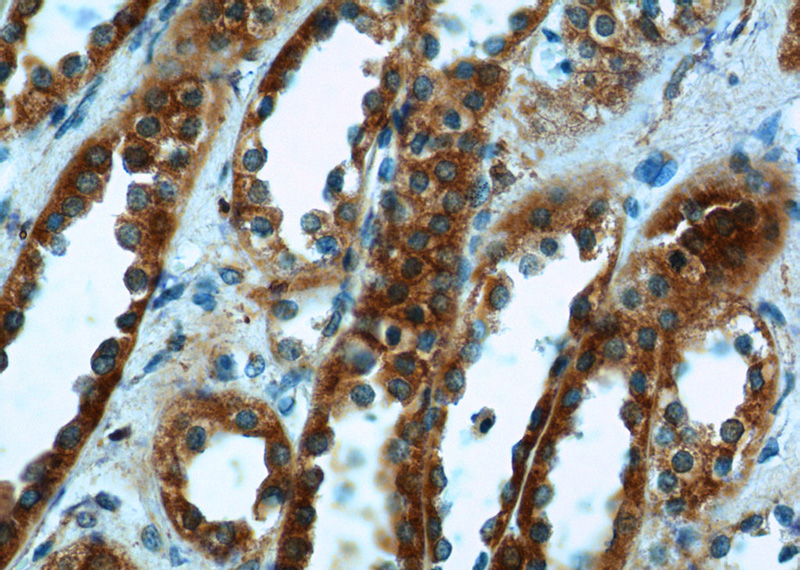 Immunohistochemistry of paraffin-embedded human kidney tissue slide using Catalog No:110663(FICD Antibody) at dilution of 1:50 (under 40x lens)