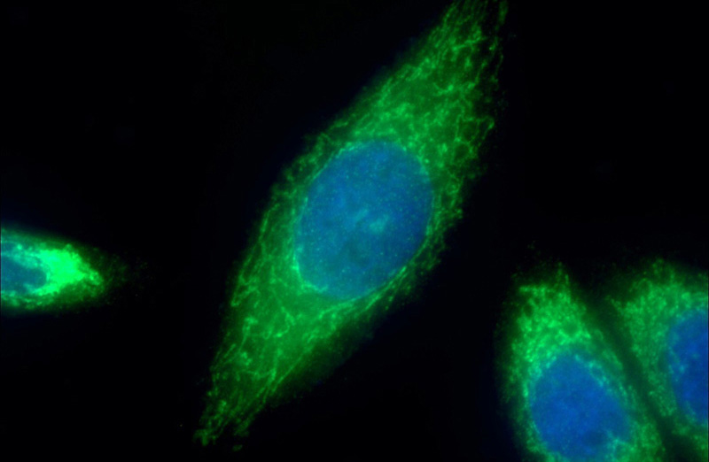 Immunofluorescent analysis of (10% Formaldehyde) fixed HepG2 cells using Catalog No:108301(ATP6 Antibody) at dilution of 1:50 and Alexa Fluor 488-congugated AffiniPure Goat Anti-Rabbit IgG(H+L)