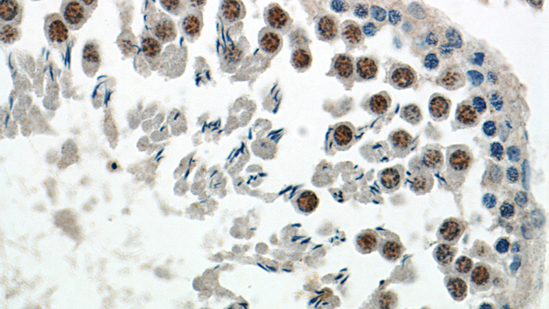 Immunohistochemical of paraffin-embedded rat testis using Catalog No:112254(KU70,XRCC6 antibody) at dilution of 1:50 (under 40x lens)