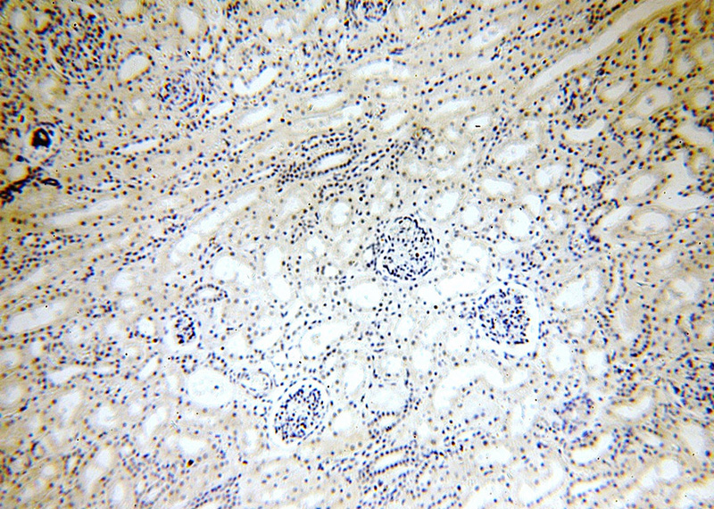 Immunohistochemical of paraffin-embedded human kidney using Catalog No:109528(CPSF6 antibody) at dilution of 1:50 (under 10x lens)