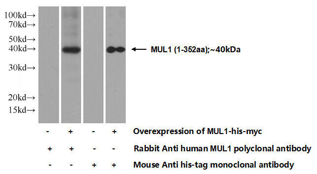 Transfected HEK-293 cells were subjected to SDS PAGE followed by western blot with Catalog No:112894(MUL1 Antibody) at dilution of 1:1000