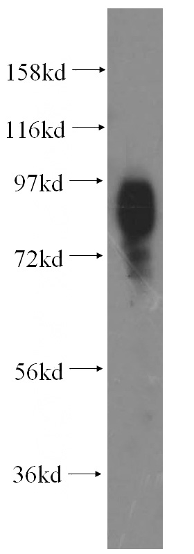 HEK-293 cells were subjected to SDS PAGE followed by western blot with Catalog No:115310(SLC20A1 antibody) at dilution of 1:500