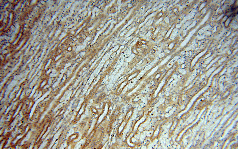 Immunohistochemical of paraffin-embedded human kidney using Catalog No:109843(DEAF1 antibody) at dilution of 1:50 (under 10x lens)