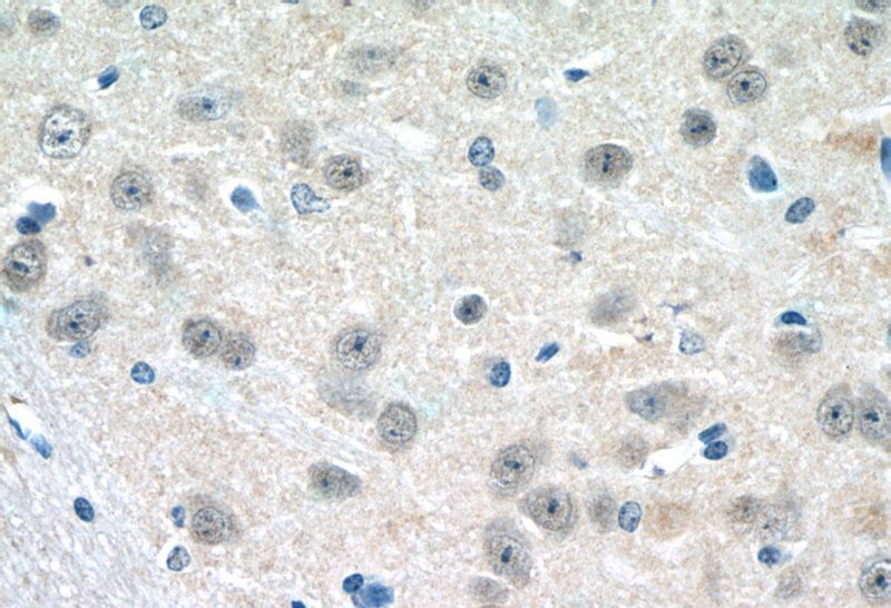 Immunohistochemistry of paraffin-embedded mouse brain tissue slide using Catalog No:111300(HES5 Antibody) at dilution of 1:50 (under 40x lens)