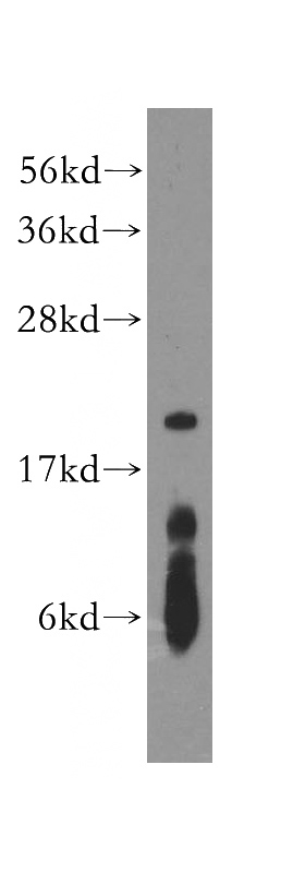 HepG2 cells were subjected to SDS PAGE followed by western blot with Catalog No:114001(POLE3 antibody) at dilution of 1:1000