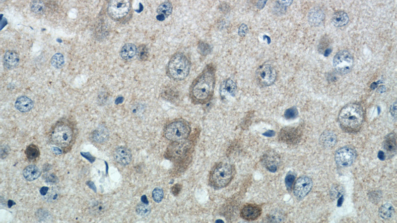 Immunohistochemistry of paraffin-embedded mouse brain tissue slide using Catalog No:109509(CPLX1 Antibody) at dilution of 1:50 (under 40x lens)