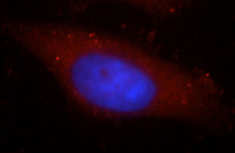 Immunofluorescent analysis of HepG2 cells, using KIAA1199 antibody Catalog No:111990 at 1:25 dilution and Rhodamine-labeled goat anti-rabbit IgG (red). Blue pseudocolor = DAPI (fluorescent DNA dye).