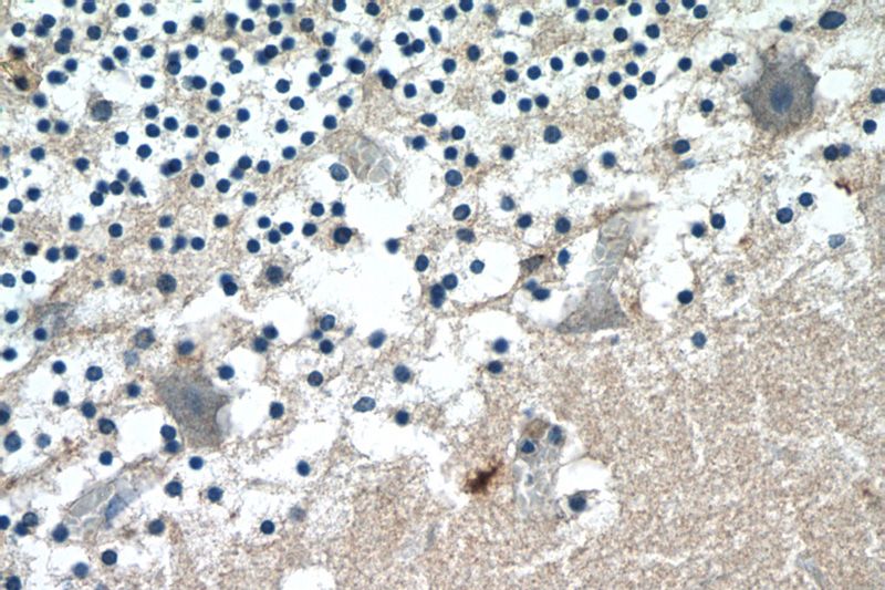 Immunohistochemistry of paraffin-embedded human cerebellum tissue slide using Catalog No:107903(AFAP1L1 Antibody) at dilution of 1:50 (under 40x lens)