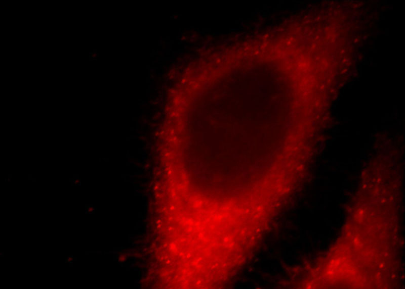 Immunofluorescent analysis of HepG2 cells, using KANK1 antibody Catalog No:111908 at 1:25 dilution and Rhodamine-labeled goat anti-rabbit IgG (red).