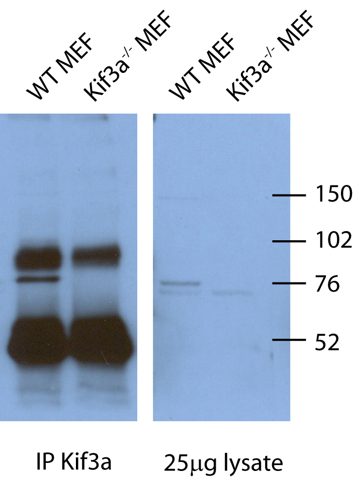 WB and IP result of the antibdoy anti-KIF3A (Catalog No:112013) in mouse cell from Corbit, Kevin.