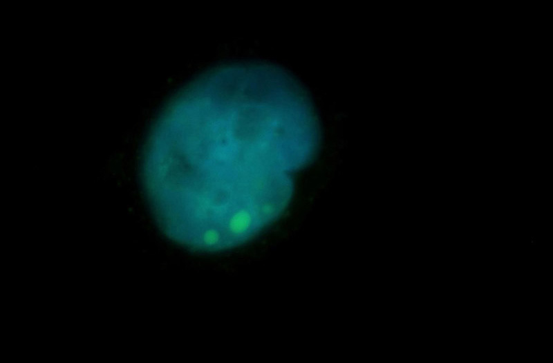 Immunofluorescent analysis of Hela cells, using SMARCD3 antibody Catalog No:115435 at 1:50 dilution and FITC-labeled donkey anti-rabbit IgG (green). Blue pseudocolor = DAPI (fluorescent DNA dye).