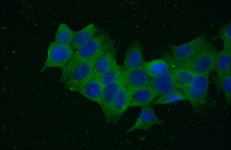 Immunofluorescent analysis of (-20oc Ethanol) fixed MCF-7 cells using Catalog No:113792(PGP Antibody) at dilution of 1:50 and Alexa Fluor 488-congugated AffiniPure Goat Anti-Rabbit IgG(H+L)