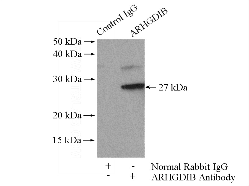 IP Result of anti-ARHGDIB (IP:Catalog No:108180, 4ug; Detection:Catalog No:108180 1:1000) with Raji cells lysate 2000ug.