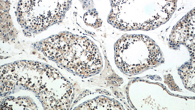 Immunohistochemistry of paraffin-embedded human testis slide using Catalog No:115208(SERPINE2 Antibody) at dilution of 1:50