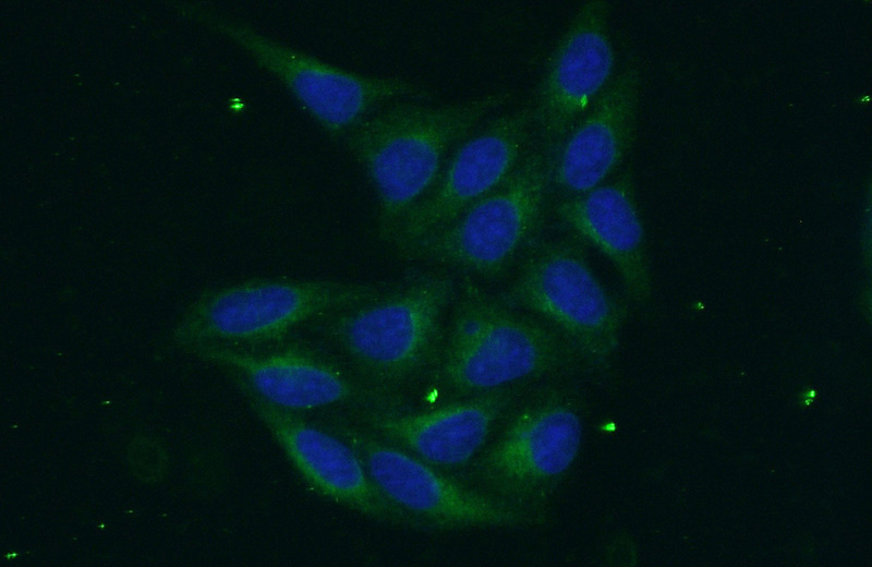 Immunofluorescent analysis of (-20oc Ethanol) fixed HepG2 cells using Catalog No:114289(PSAP Antibody) at dilution of 1:50 and Alexa Fluor 488-congugated AffiniPure Goat Anti-Rabbit IgG(H+L)