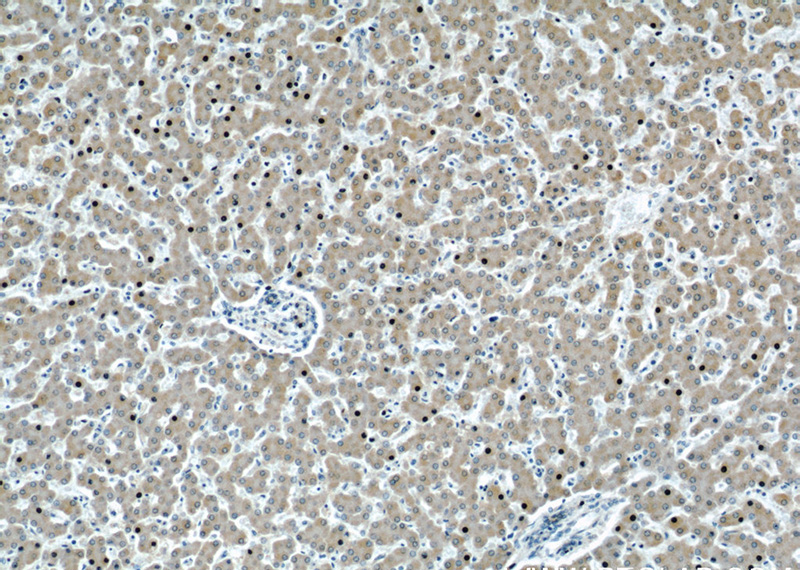 Immunohistochemical of paraffin-embedded human liver using Catalog No:107054(AGT antibody) at dilution of 1:50 (under 10x lens)