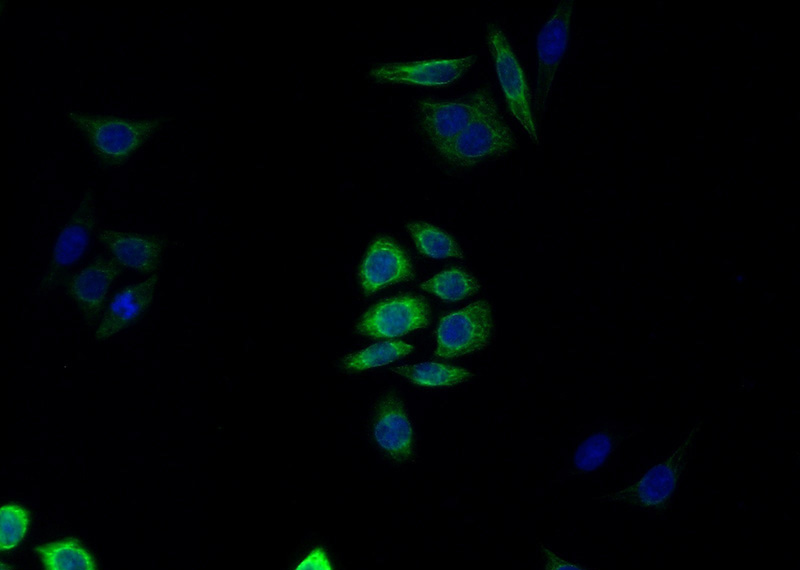 Immunofluorescent analysis of (-20oc Ethanol) fixed HeLa cells using Catalog No:109798(KRT17-Specific Antibody) at dilution of 1:50 and Alexa Fluor 488-congugated AffiniPure Goat Anti-Rabbit IgG(H+L)
