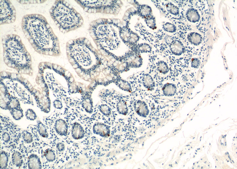 Immunohistochemistry of paraffin-embedded human small intestine tissue slide using Catalog No:112210(LGR4 Antibody) at dilution of 1:200 (under 10x lens)