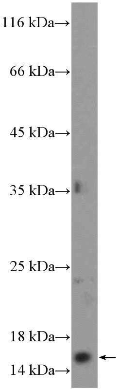 Jurkat cells were subjected to SDS PAGE followed by western blot with Catalog No:114036(POLR1D Antibody) at dilution of 1:600