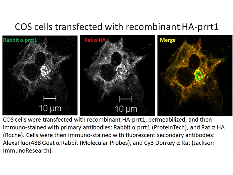 IF result of anti-PRRT1 (Catalog No:114278) with COS cell transfected with recombinant HA-PRRT1.