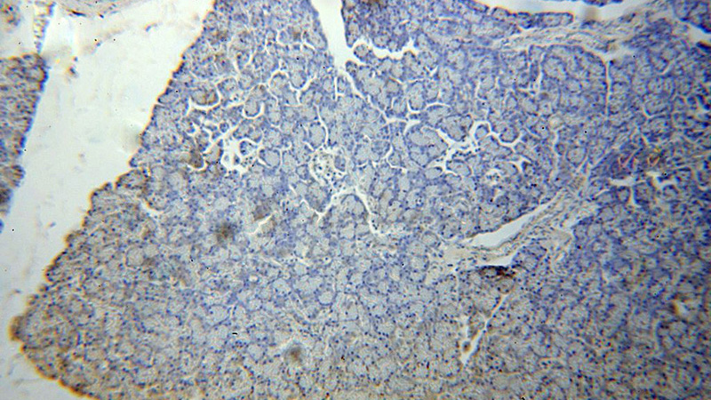 Immunohistochemical of paraffin-embedded human pancreas using Catalog No:108253(ARFIP1 antibody) at dilution of 1:100 (under 10x lens)