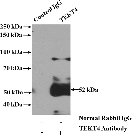 IP Result of anti-TEKT4 (IP:Catalog No:115939, 4ug; Detection:Catalog No:115939 1:500) with HeLa cells lysate 1200ug.