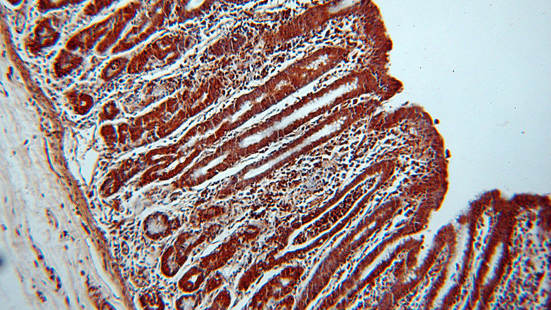 Immunohistochemical of paraffin-embedded human stomach using Catalog No:116612(UNC45A antibody) at dilution of 1:100 (under 10x lens)