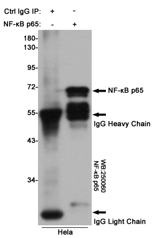 Immunoprecipitation analysis of Hela cell lysates using NF-κB p65 (3D2) Mouse mAb.