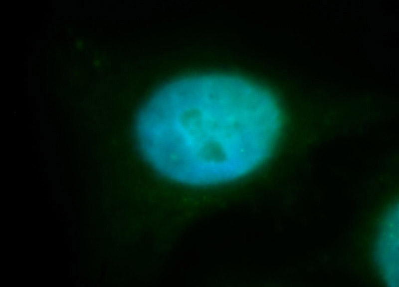 Immunofluorescent analysis of HepG2 cells, using RBM4 antibody Catalog No:114612 at 1:100 dilution and FITC-labeled donkey anti-rabbit IgG(green). Blue pseudocolor = DAPI (fluorescent DNA dye).