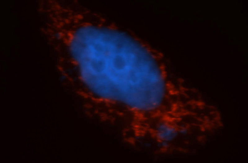 Immunofluorescent analysis of MCF-7 cells, using COX5B antibody Catalog No:109492 at 1:50 antibody and Rhodamine-labeled goat anti-rabbit IgG (red). Blue pseudocolor = DAPI (fluorescent DNA dye).