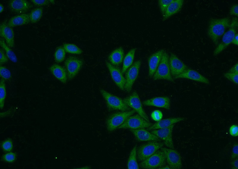 Immunofluorescent analysis of HepG2 cells using Catalog No:116788(VPS41 Antibody) at dilution of 1:25 and Alexa Fluor 488-congugated AffiniPure Goat Anti-Rabbit IgG(H+L)
