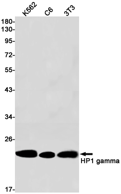 Western blot detection of HP1 gamma in K562,C6,3T3 cell lysates using HP1 gamma Rabbit pAb(1:1000 diluted).Predicted band size:21kDa.Observed band size:21kDa.