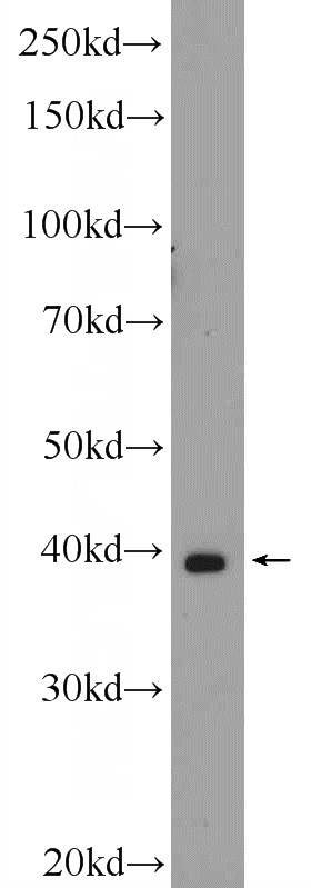 COS-7 cells were subjected to SDS PAGE followed by western blot with Catalog No:109590(CRYZL1 Antibody) at dilution of 1:300
