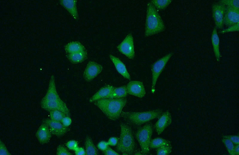 Immunofluorescent analysis of HepG2 cells using Catalog No:110535(FBF1 Antibody) at dilution of 1:25 and Alexa Fluor 488-congugated AffiniPure Goat Anti-Rabbit IgG(H+L)