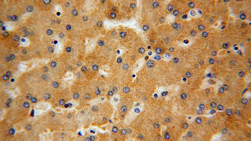 Immunohistochemical of paraffin-embedded human liver using Catalog No:112827(MRPL38 antibody) at dilution of 1:100 (under 40x lens)