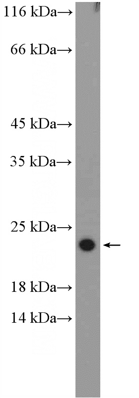K-562 cells were subjected to SDS PAGE followed by western blot with Catalog No:114881(RPL26 Antibody) at dilution of 1:600