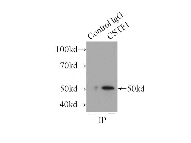 IP Result of anti-CSTF1 (IP:Catalog No:109617, 4ug; Detection:Catalog No:109617 1:500) with K-562 cells lysate 1540ug.