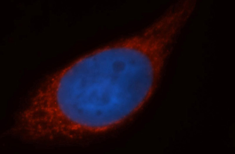 Immunofluorescent analysis of Hela cells, using MRPL12 antibody Catalog No:112811 at 1:50 dilution and Rhodamine-labeled goat anti-rabbit IgG (red). Blue pseudocolor = DAPI (fluorescent DNA dye).