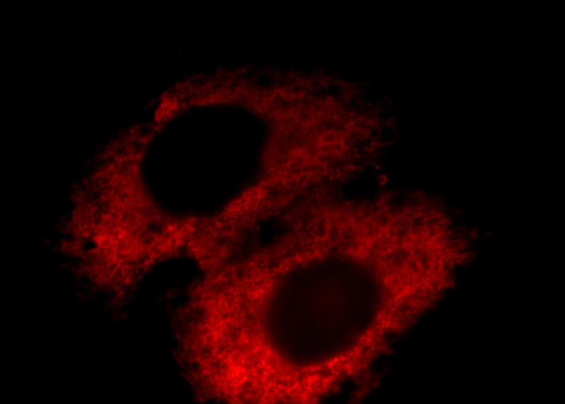 Immunofluorescent analysis of HepG2 cells, using OGN antibody Catalog No:113505 at 1:25 dilution and Rhodamine-labeled goat anti-rabbit IgG (red).